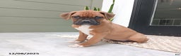 Boxer dogs for sale: Shimmer - Ad 2