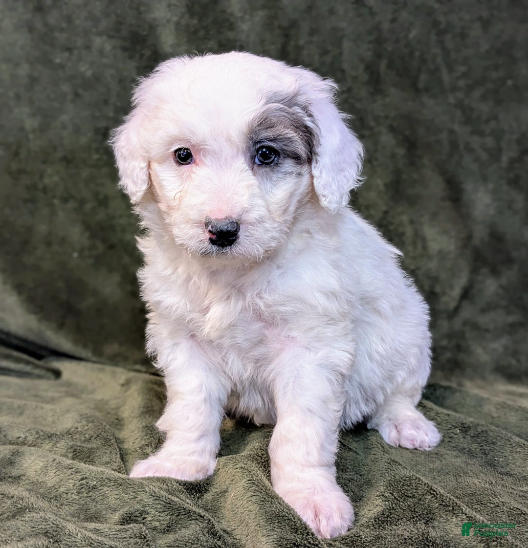 Mixed Breed dogs for sale: Bruce  - Ad 3