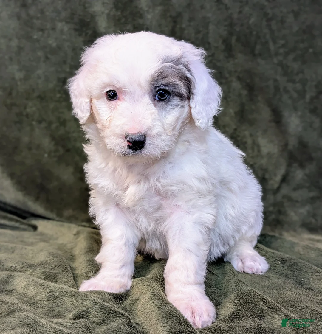 Mixed Breed dogs for sale: RoxAnn  - Ad 21