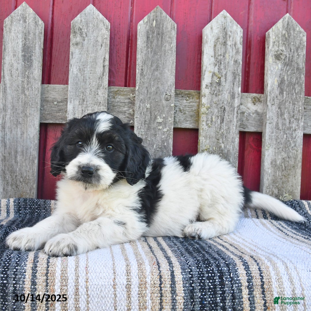 Bernedoodle dogs for sale: Max - Ad 13