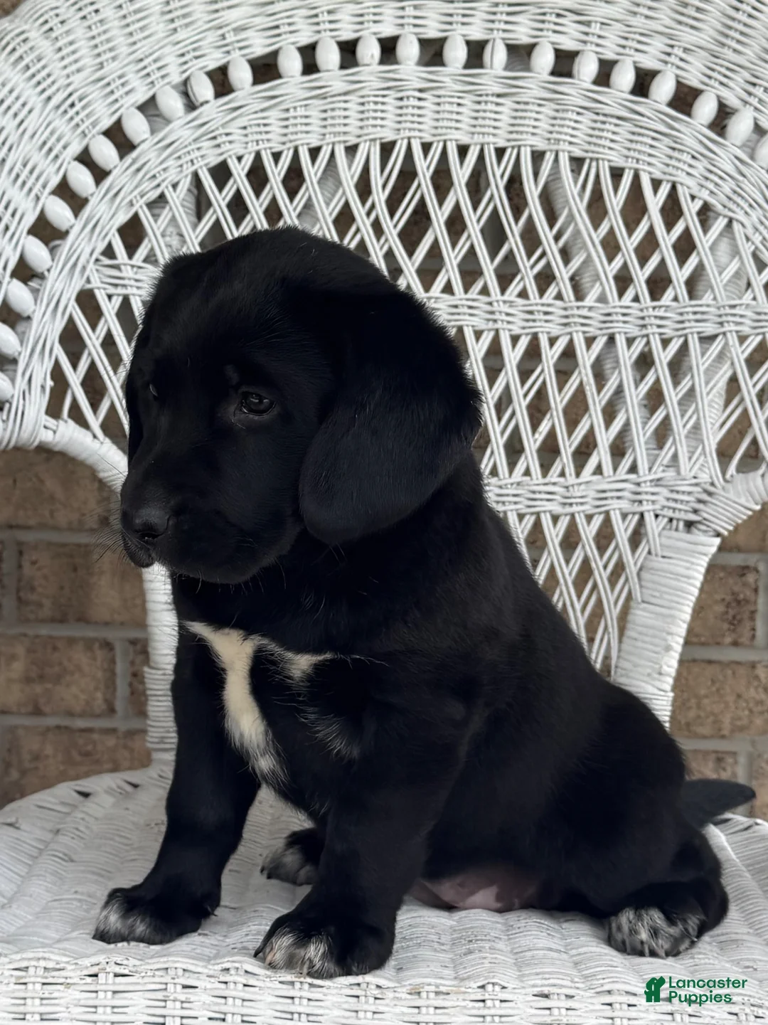 Mixed Breed dogs for sale: Terri - Ad 2