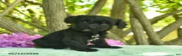 Cavapoo dogs for sale: Molasses  - Ad 2