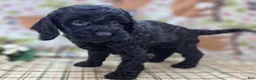 Cockapoo dogs for sale: Frostbite - Ad 6