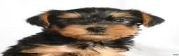 Yorkshire Terrier dogs for sale: Chip - Ad 3