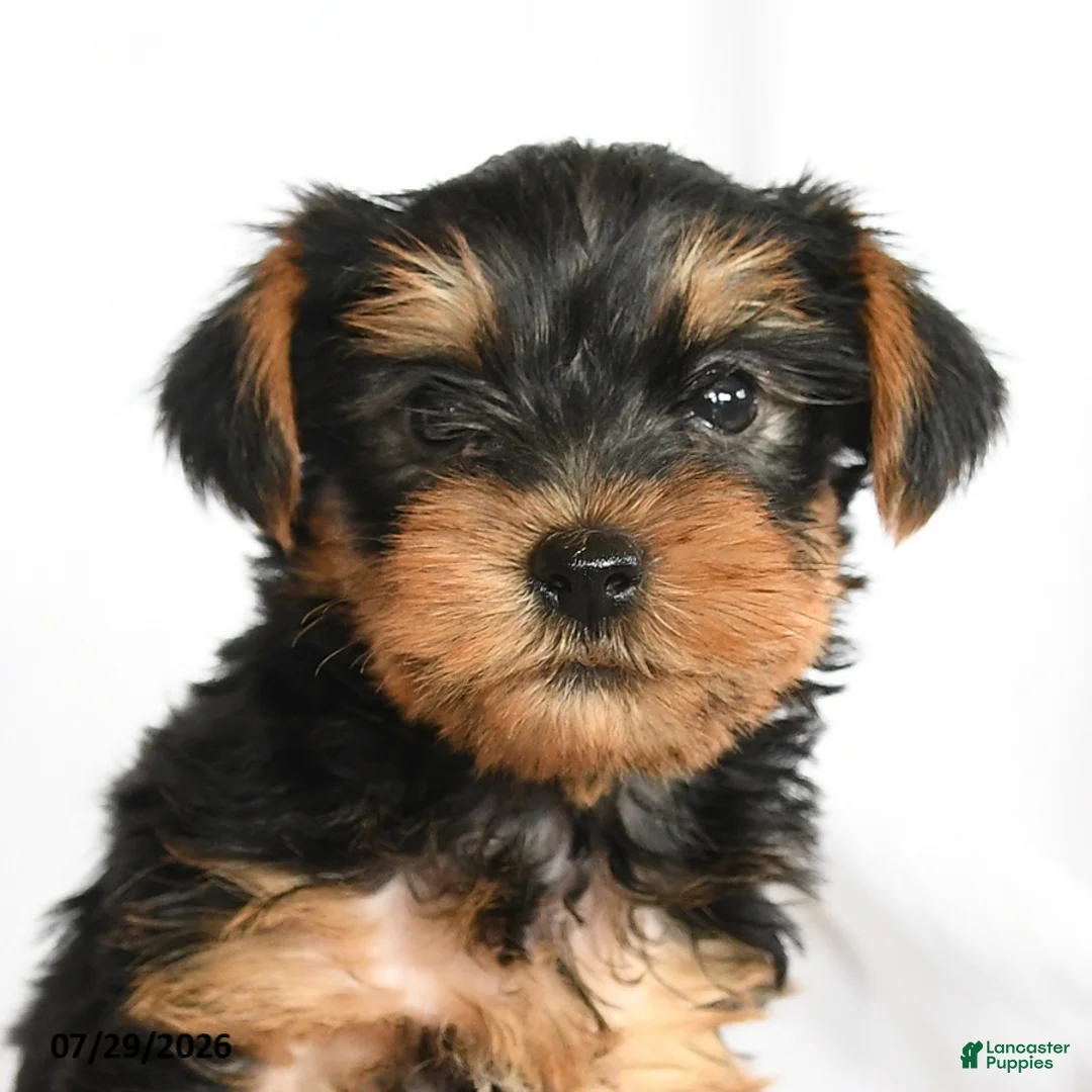 Yorkshire Terrier dogs for sale: Chip - Ad 3