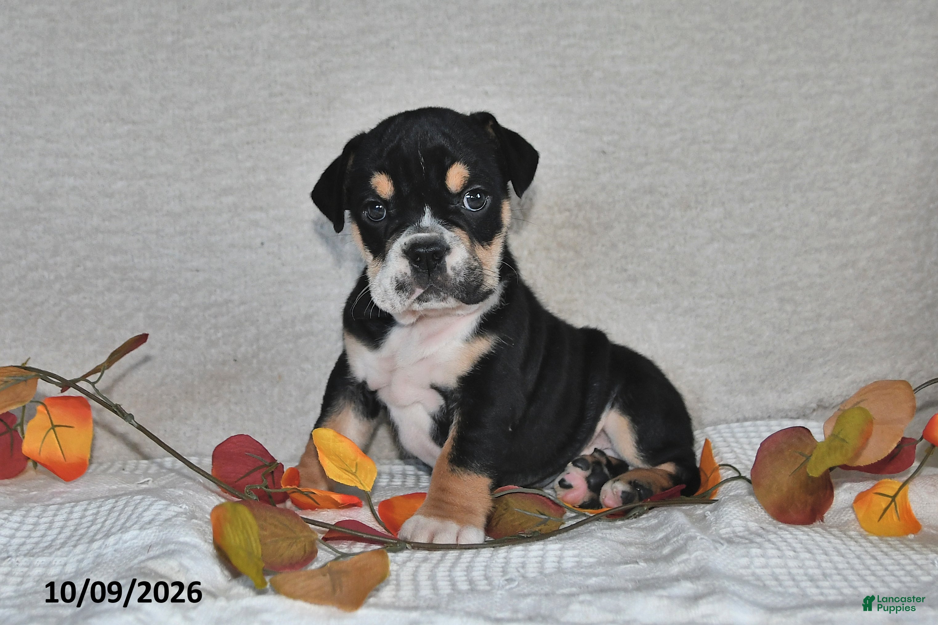 Beabull dogs Ruby - Ad 2