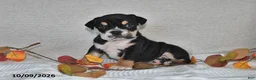 Beabull dogs for sale: Ruby - Ad 2