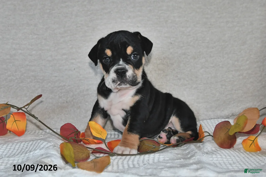 Beabull dogs for sale: Ruby - Ad 2