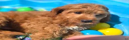 Cockapoo dogs for sale: Cashmere - Ad 16