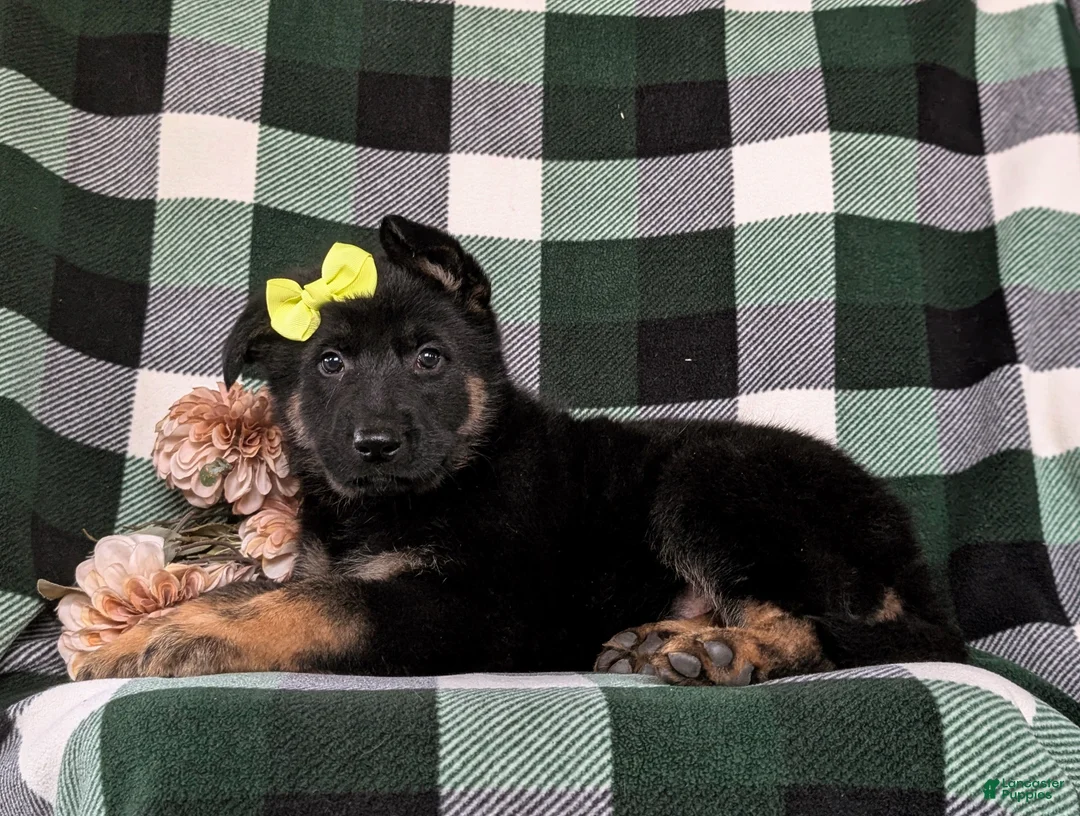 German Shepherd dogs for sale: Deidra - Ad 6