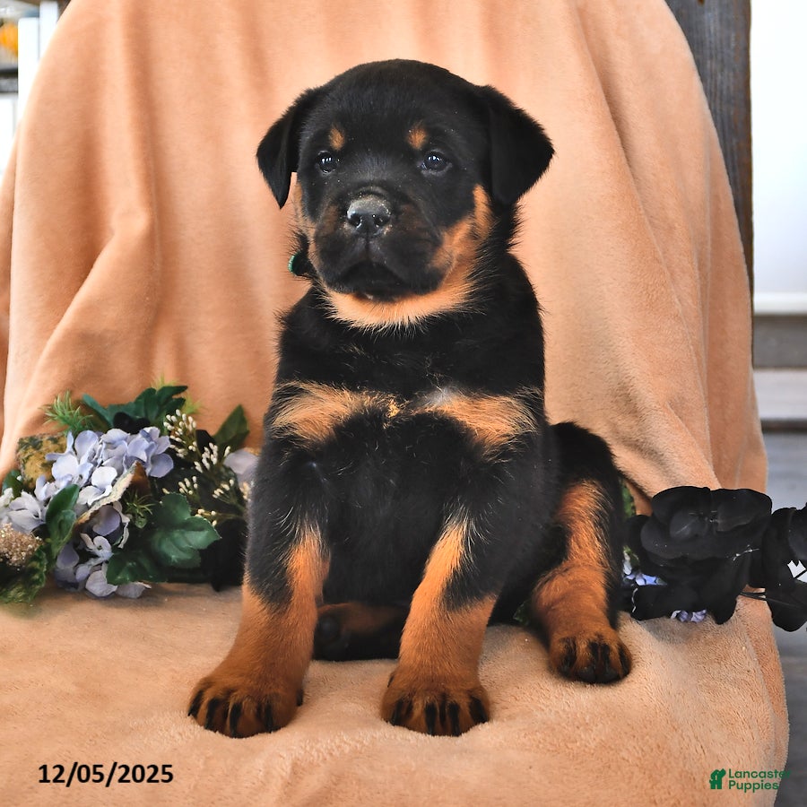 Rottweiler dogs Andy - Ad 41