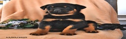 Rottweiler dogs for sale: Andy - Ad 1
