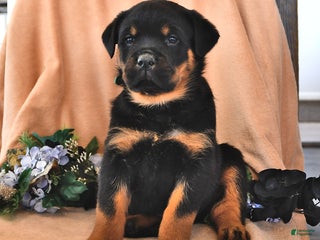 Rottweiler dogs Andy - Ad 14