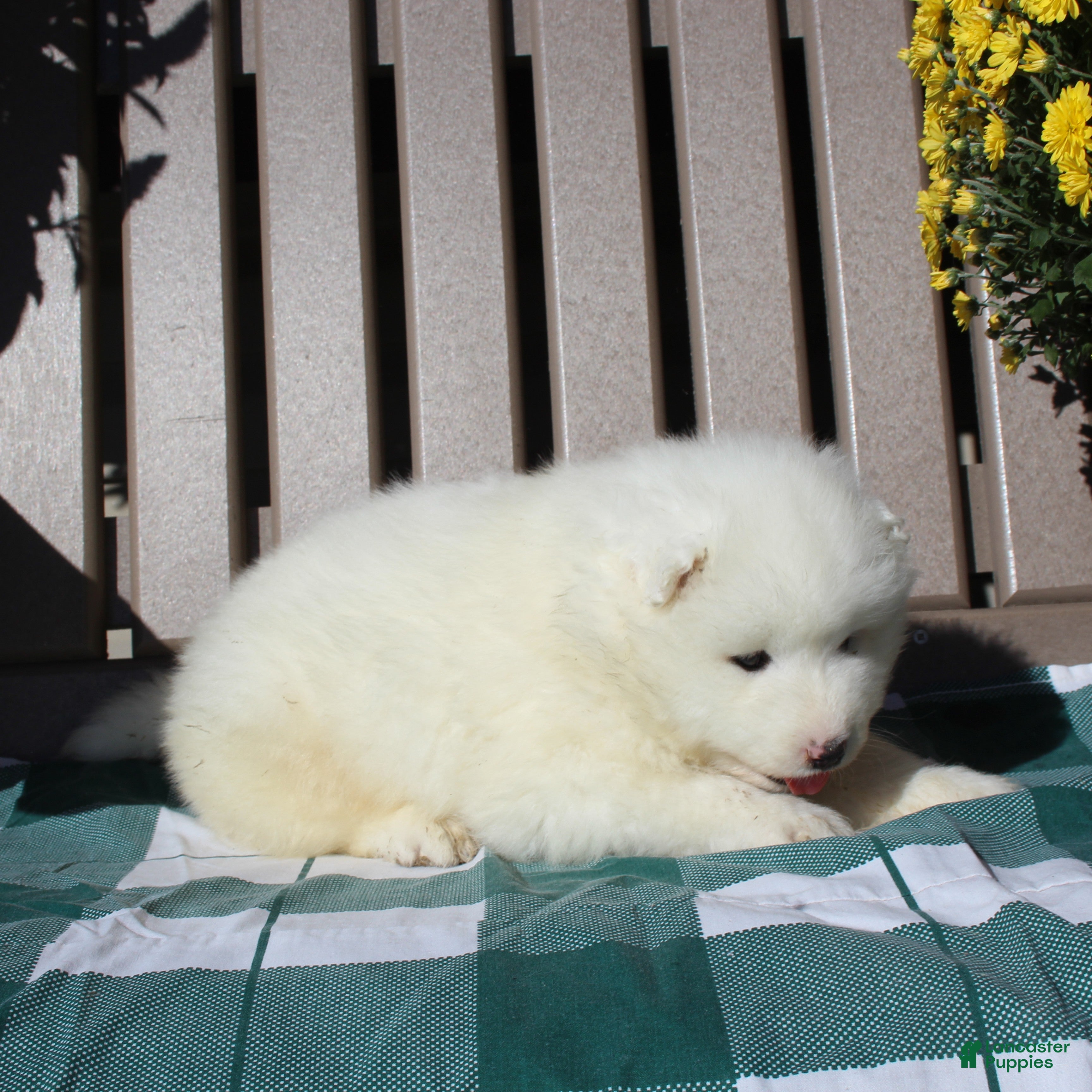 Samoyed dogs King  - Ad 2
