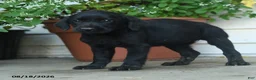 Labrador Retriever dogs for sale: Paisley - Ad 5