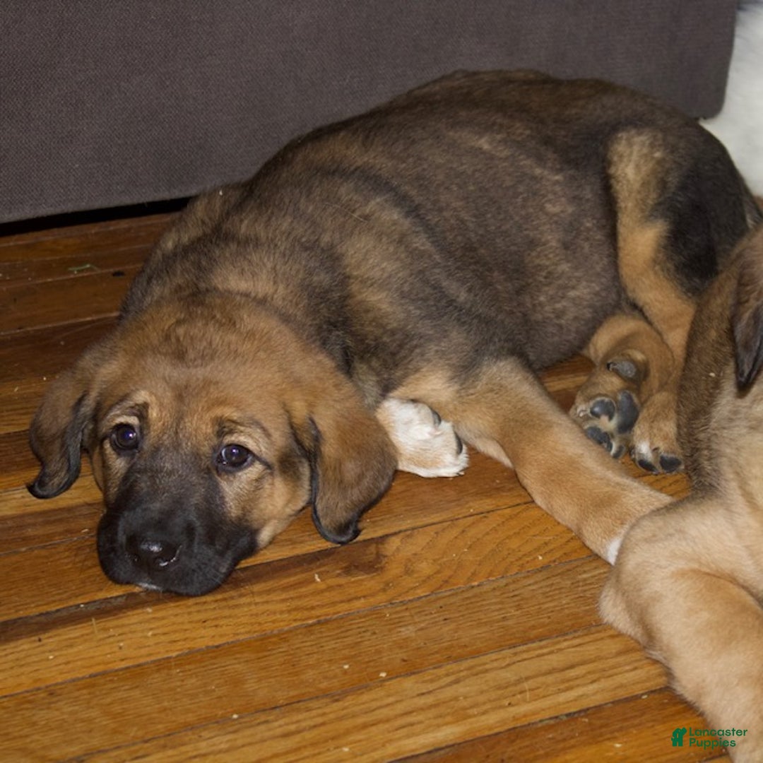 Mixed Breed dogs for sale: Daisy - Ad 2