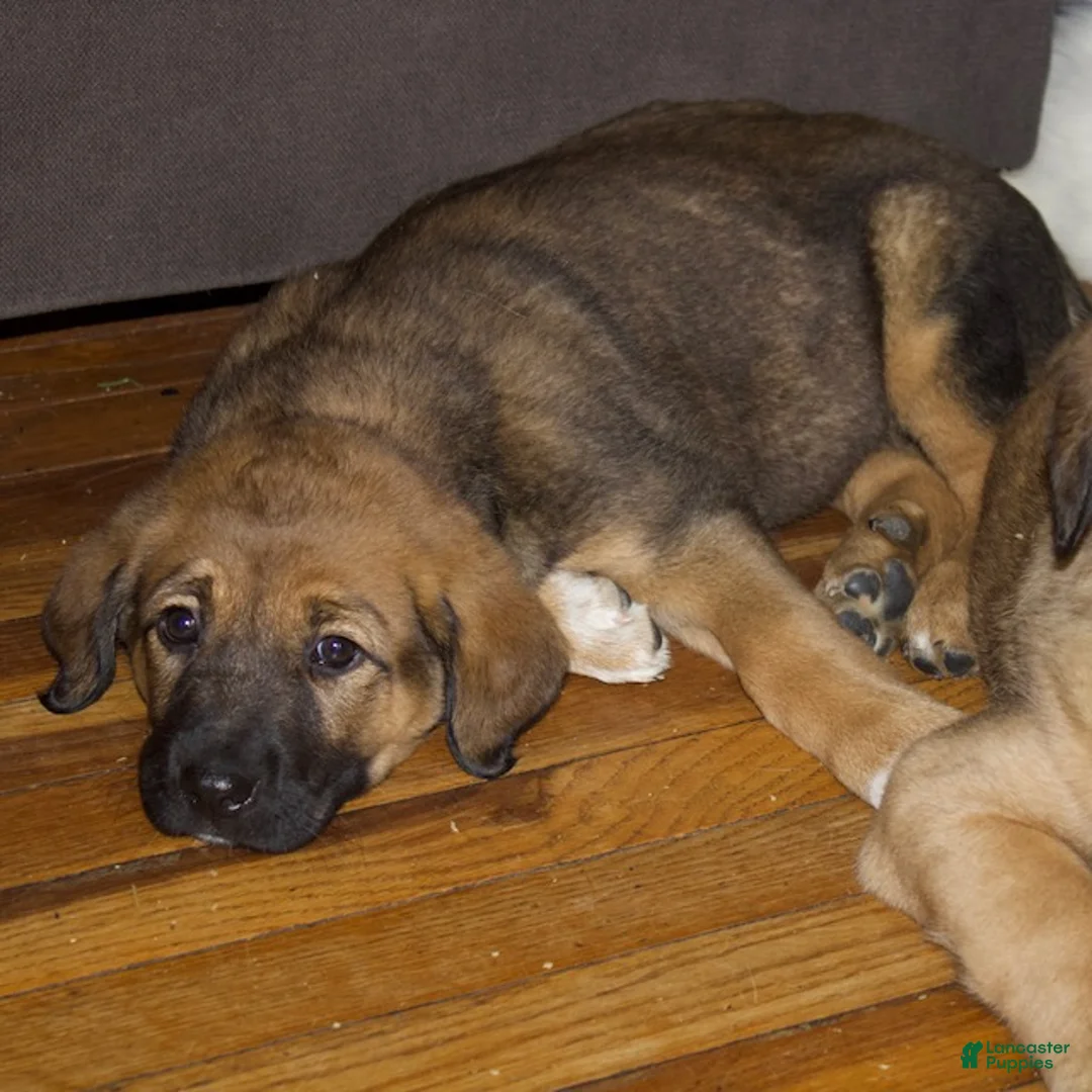 Mixed Breed dogs for sale: Daisy - Ad 2