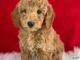 Mini Goldendoodle dogs - Ad 20