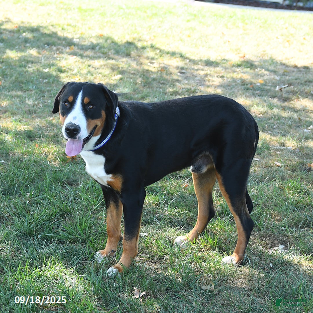 Greater Swiss Mountain Dog dogs for sale: Vanilla - Ad 4