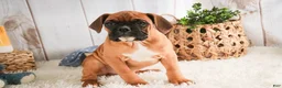 Boxer dogs for sale: Tracker - Ad 3