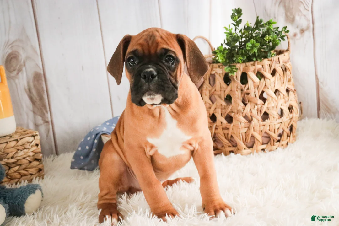 Boxer dogs for sale: Tracker - Ad 3