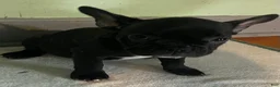 French Bulldog dogs for sale: AJ (Ash Junior) - Ad 2