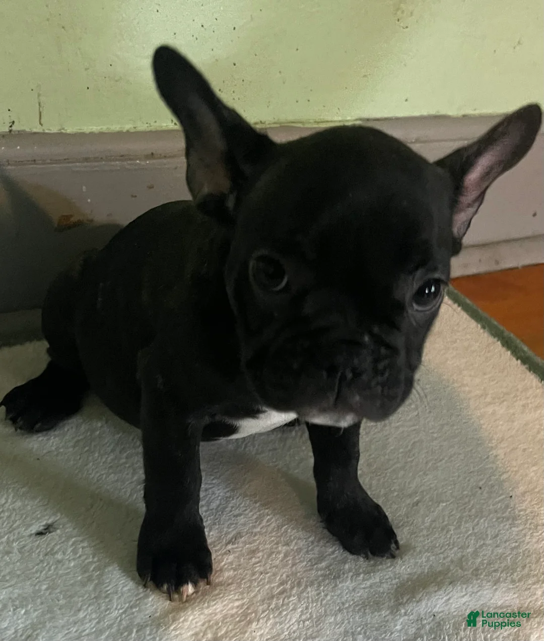 French Bulldog dogs for sale: AJ (Ash Junior) - Ad 2