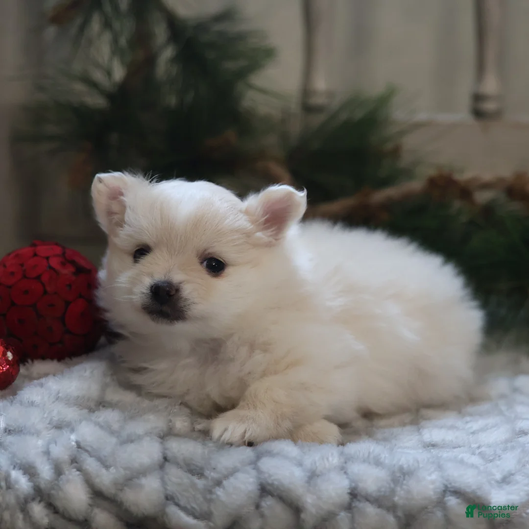 Maltipom dogs for sale: Snowflake - Ad 2