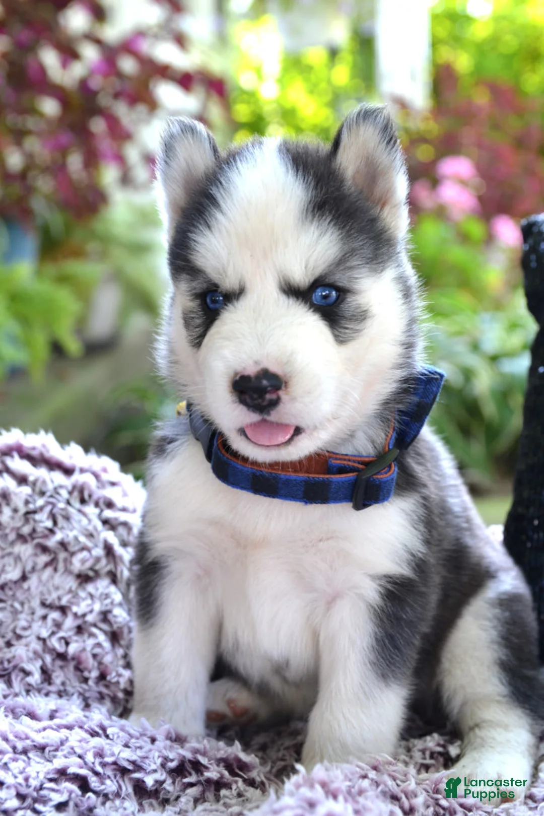 Gallery Image {{count}}