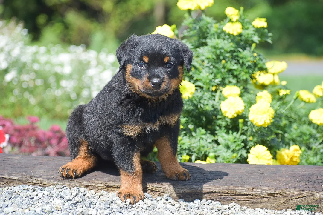 Rottweiler dogs for sale: Oaklynn - Ad 2