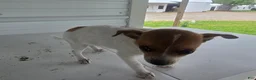 Chihuahua dogs for sale: Maya - Ad 5