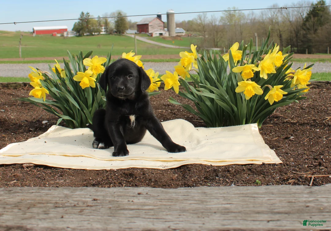 Mixed Breed dogs for sale: Dasher - Ad 1