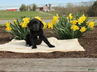 Mixed Breed dogs Dasher - Ad 10