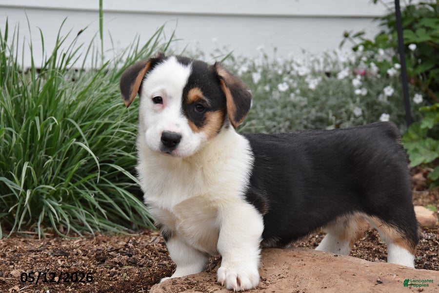 Welsh Corgi Pembroke dogs Mandy - Ad 2