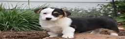 Welsh Corgi Pembroke dogs for sale: Mandy - Ad 2