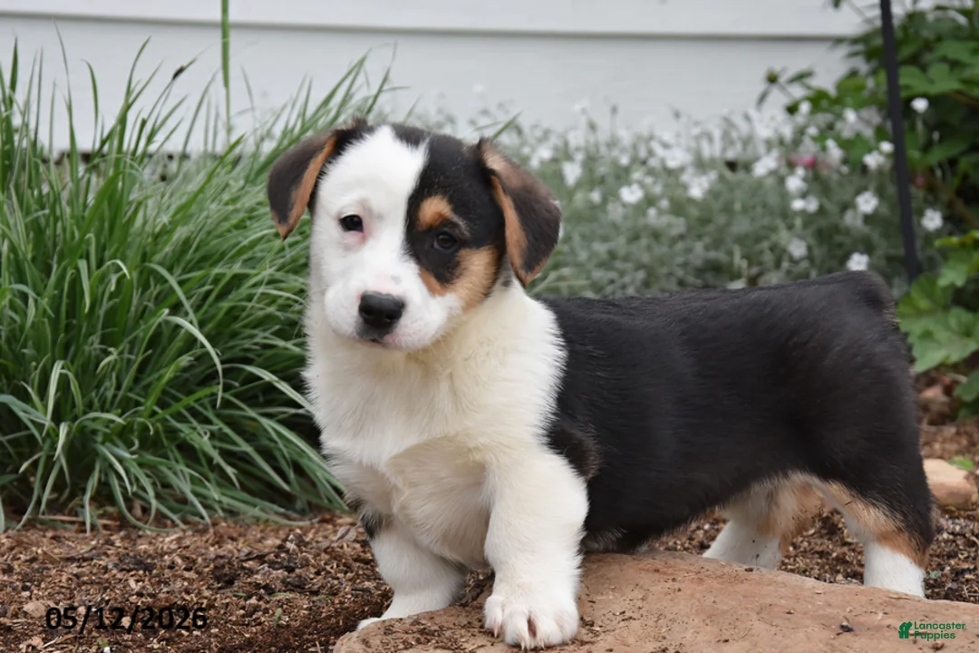 Welsh Corgi Pembroke dogs for sale: Mandy - Ad 2