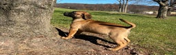 Bullmastiff dogs for sale: Lilac - Ad 2