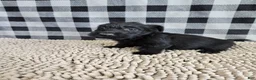 Scottish Terrier dogs for sale: Scottish Terrier Puppy 2 - Ad 2