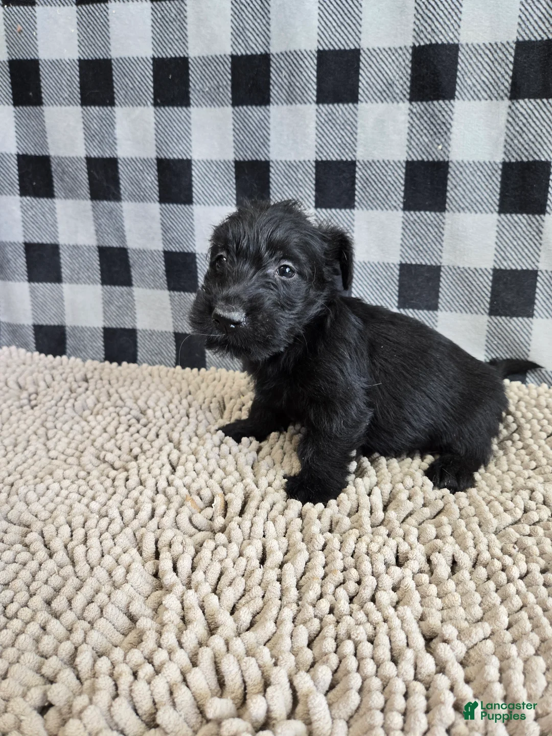 Scottish Terrier dogs for sale: Scottish Terrier Puppy 2 - Ad 2