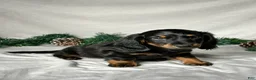 Miniature Dachshund dogs for sale: Luke - Ad 4