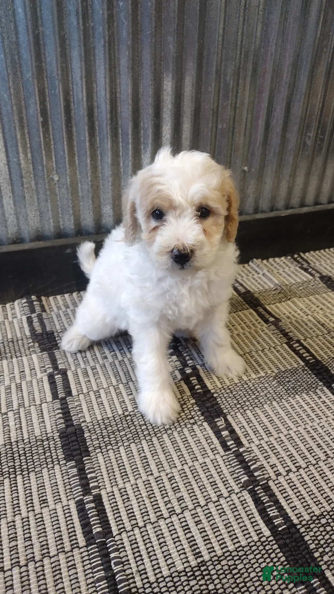Mini Goldendoodle dogs for sale: London  - Ad 2
