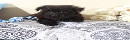 Yorkiepoo dogs for sale: Earl-Handsome Toy Yorkie-poo Puppy  - Ad 5