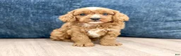 Cavapoo dogs for sale: Ashton - Ad 8