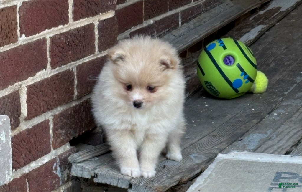 Pomeranian dogs Lola - Ad 1