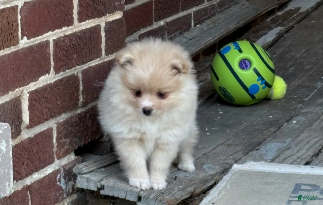 Pomeranian dogs for sale: Lola - Ad 1