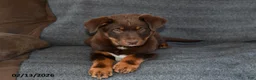 Mixed Breed dogs for sale: Benny - Ad 4