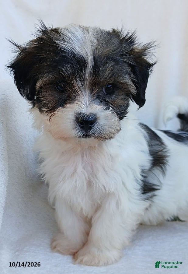 Teddy Bear dogs Keith - Ad 1