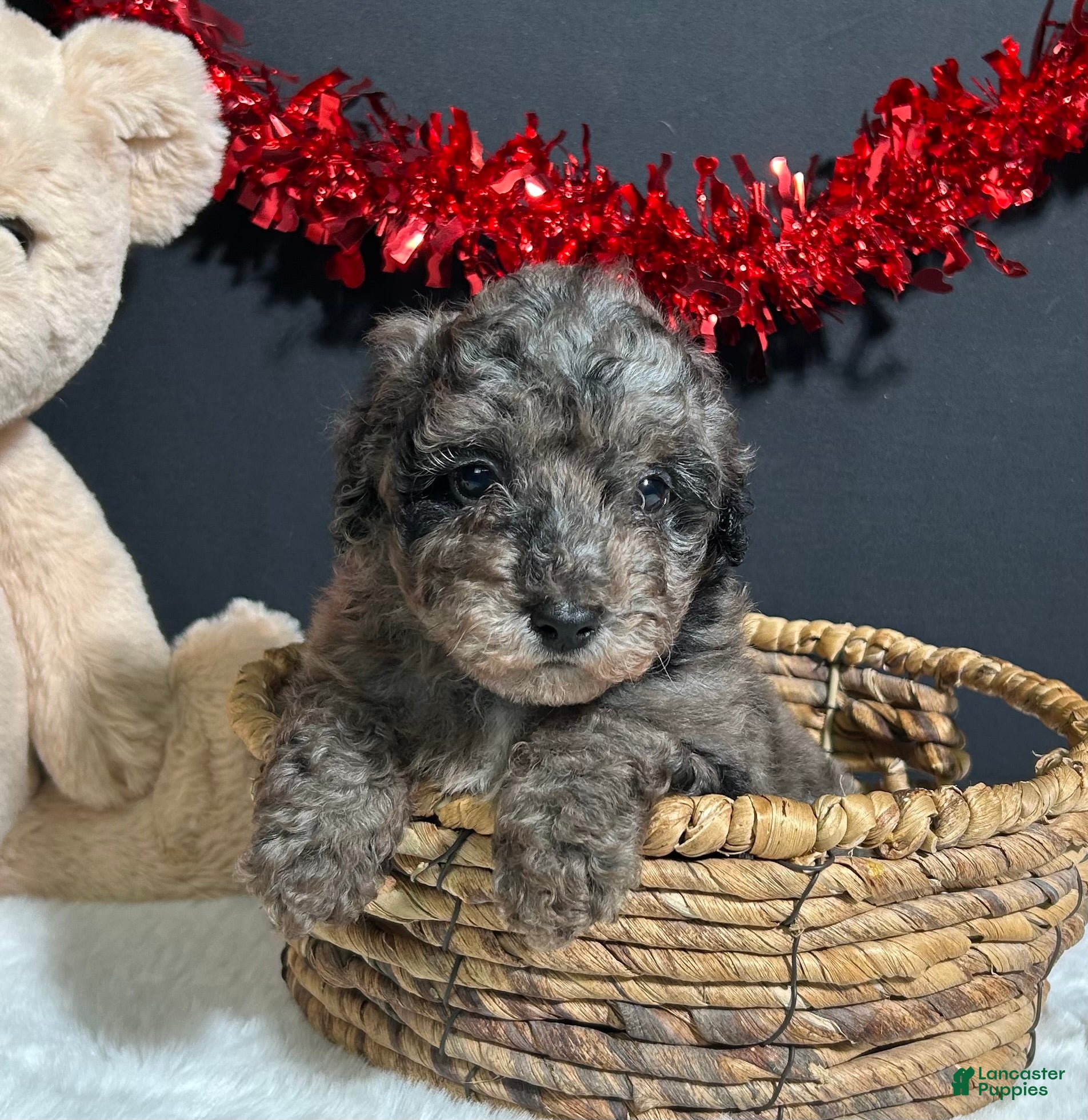 Toy Poodle dogs Bear - Ad 2