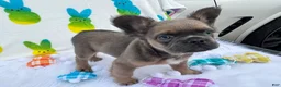 French Bulldog dogs for sale: Stewie - Ad 9