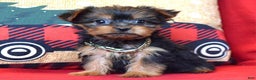 Yorkshire Terrier dogs for sale: Cupid - Ad 8